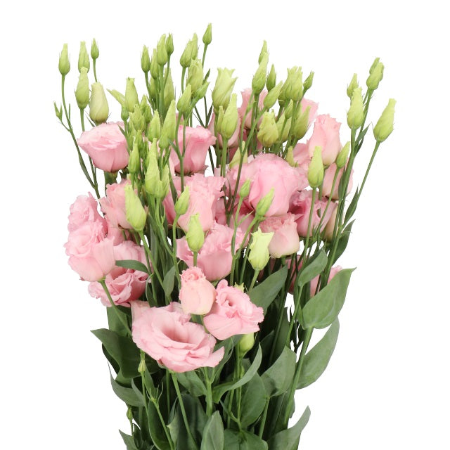 Lisianthus Pink Per Stem