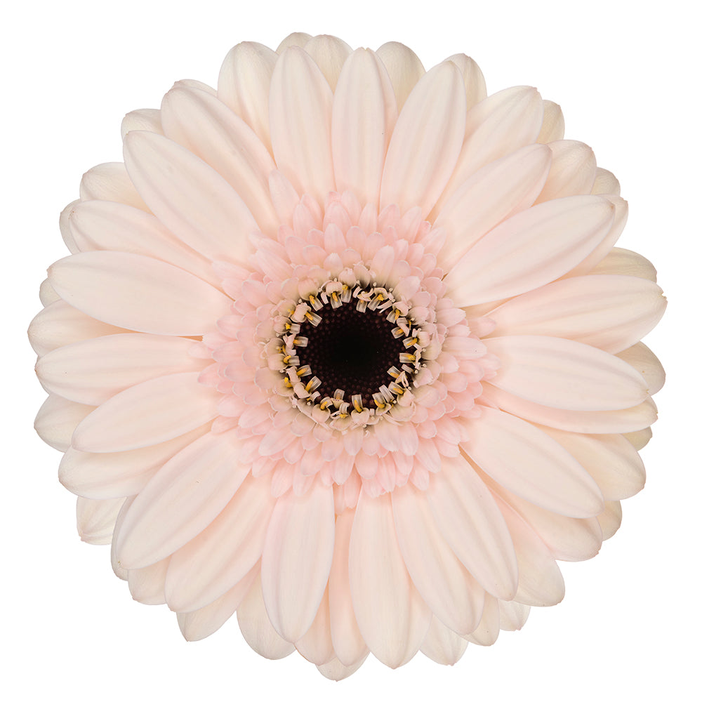 Gerbera Macaron Per Stem