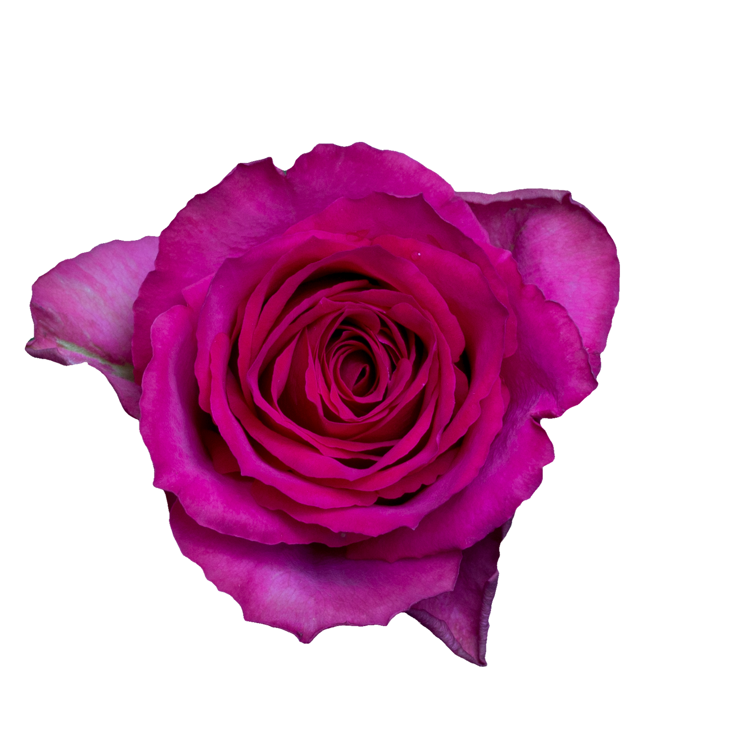 Rose Madam Cerise Per Stem