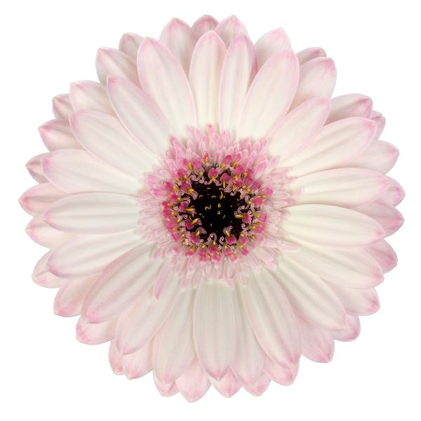 Gerbera Mini Maldini Per Stem