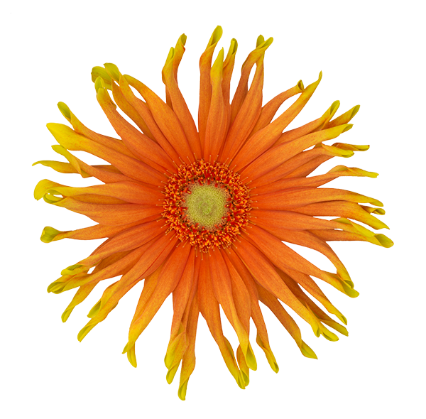 Gerbera Pasta Primavera Per Stem