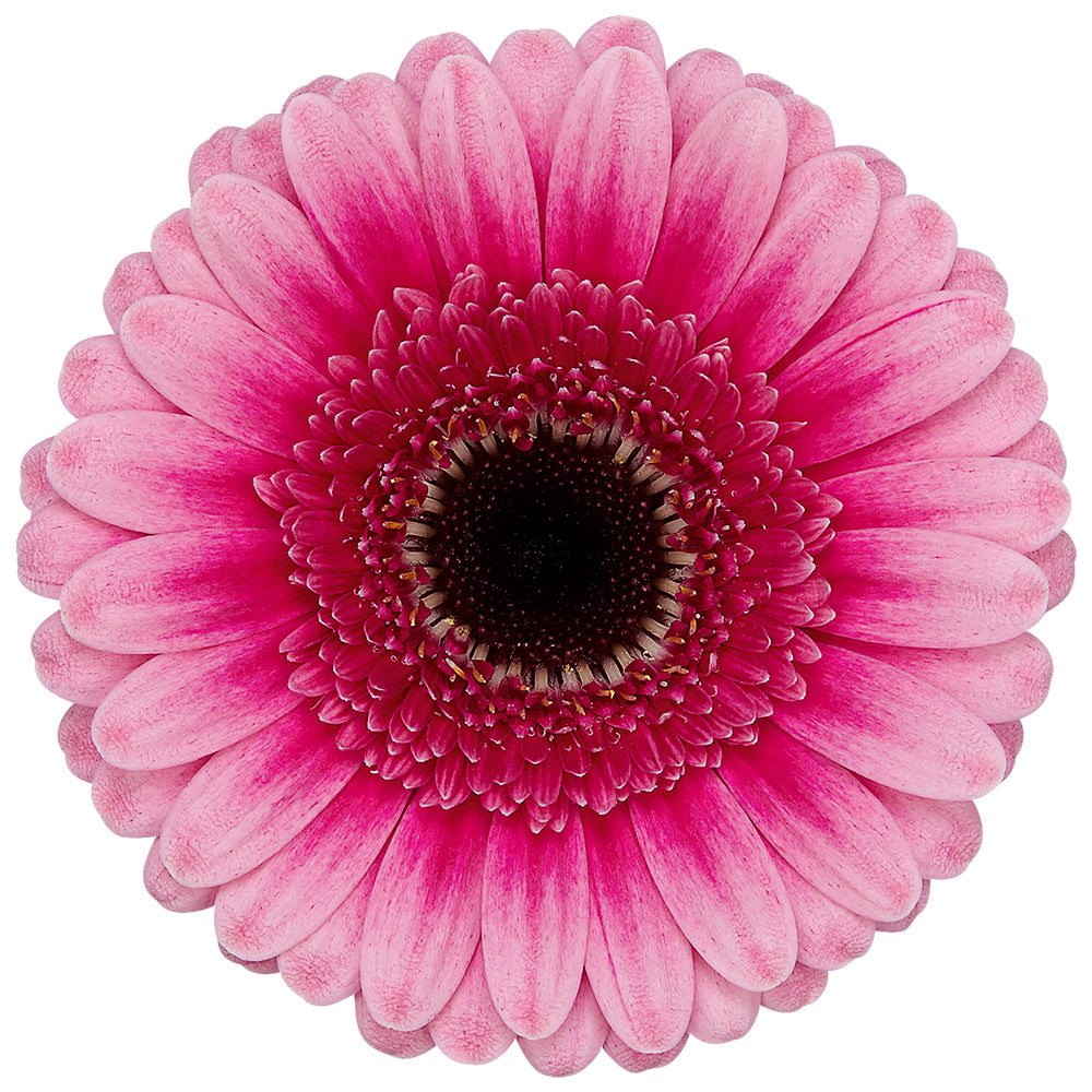 Gerbera Mini Isabelle Per Stem