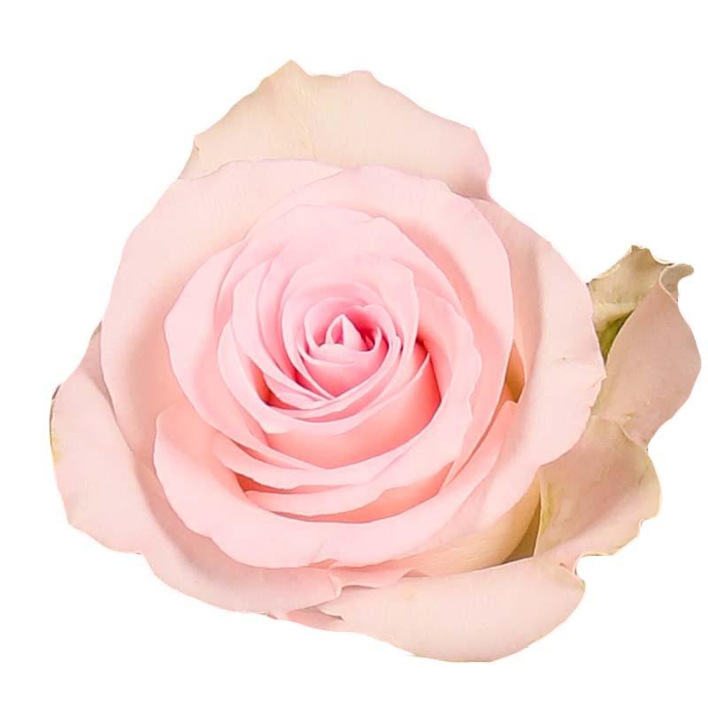 Rose Light Pink Per Stem