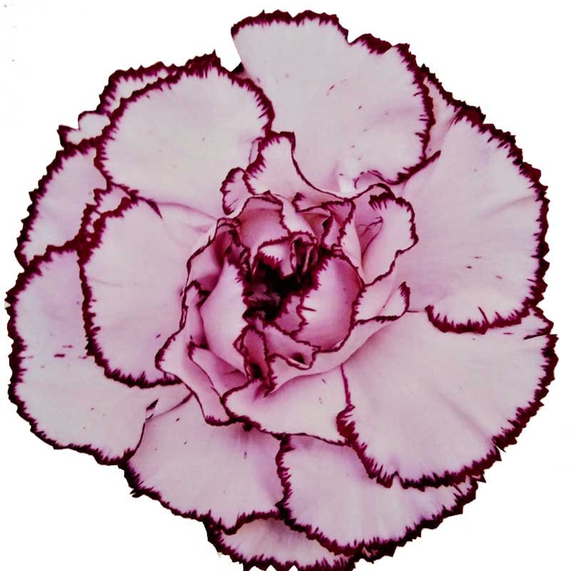Carnation Single Mudah Per Stem