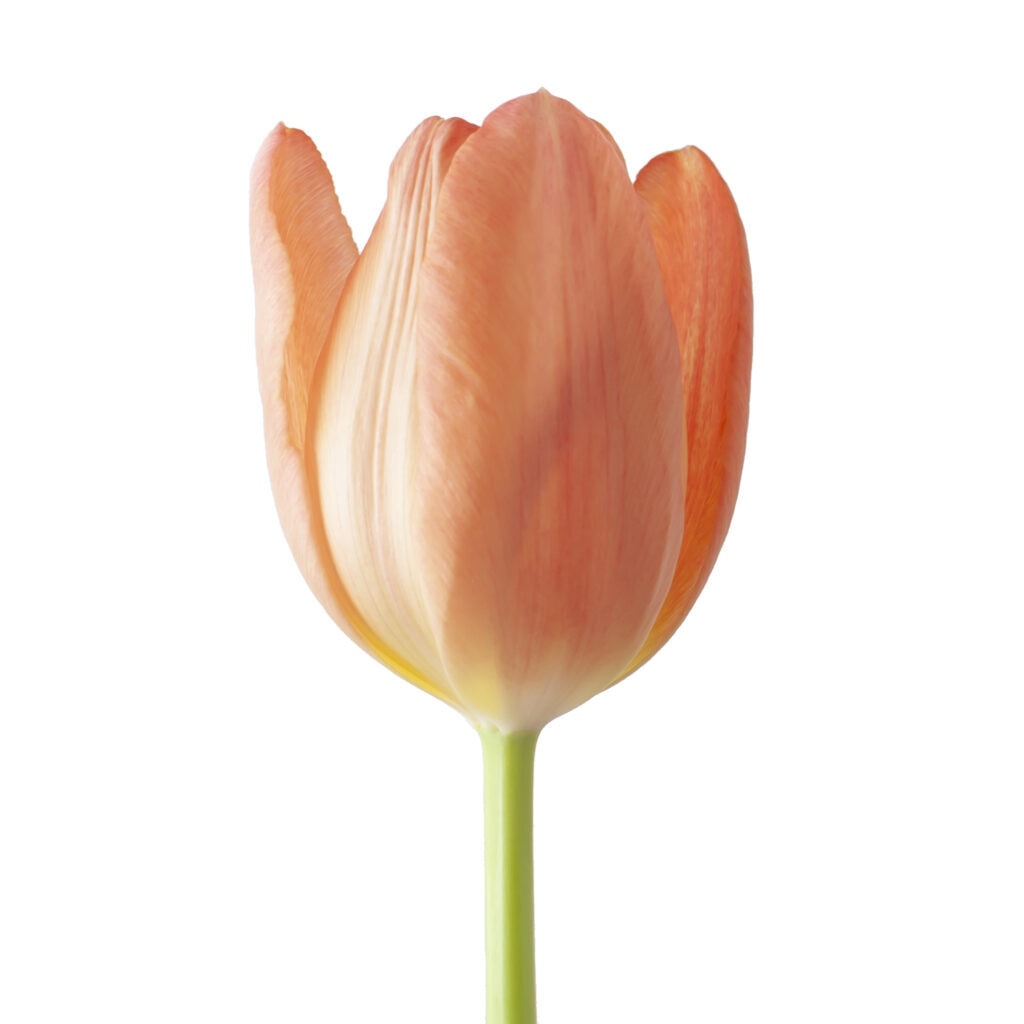 Tulip Orange Per Stem