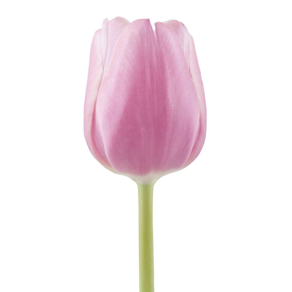 Tulip Pink Per Stem