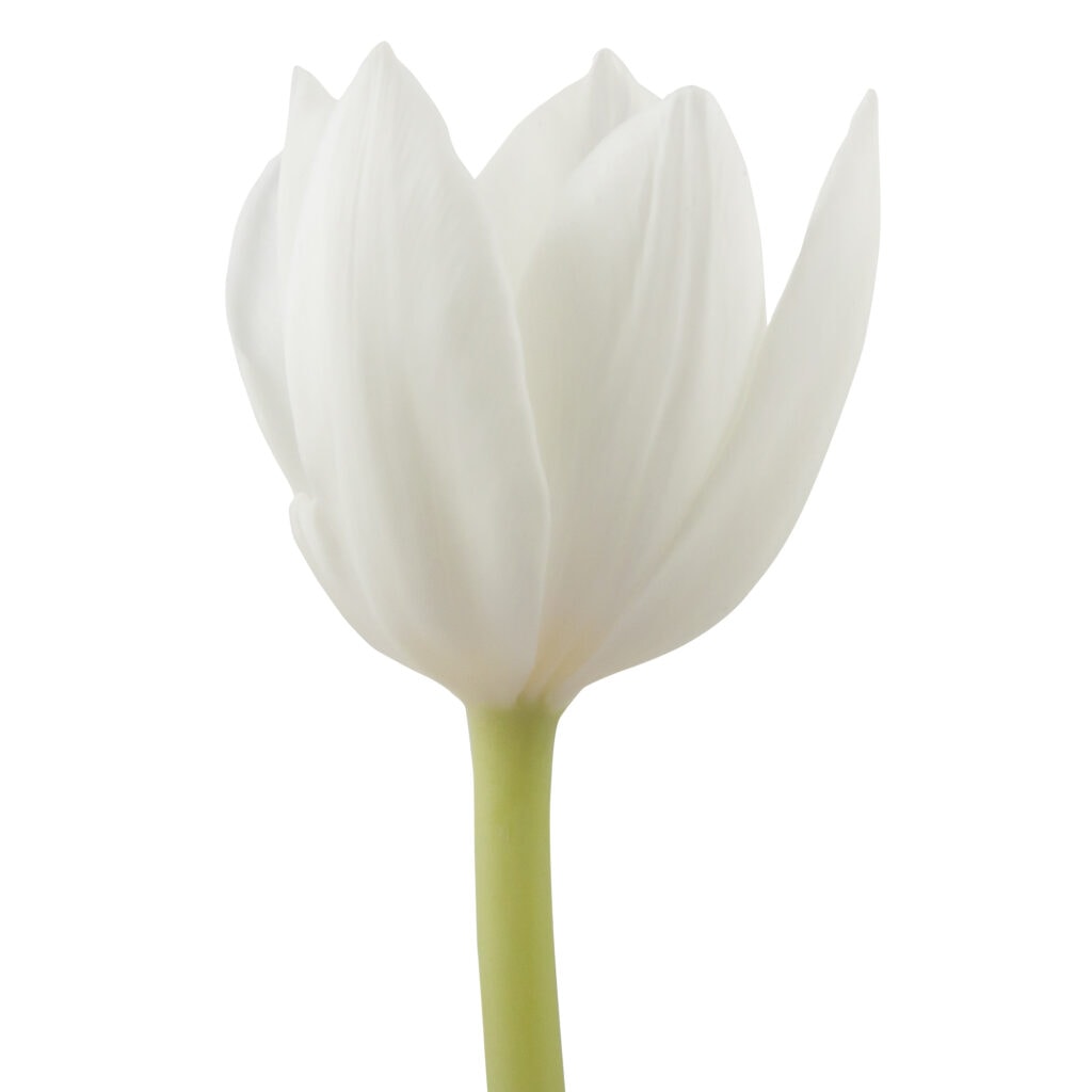Tulip White Per Stem