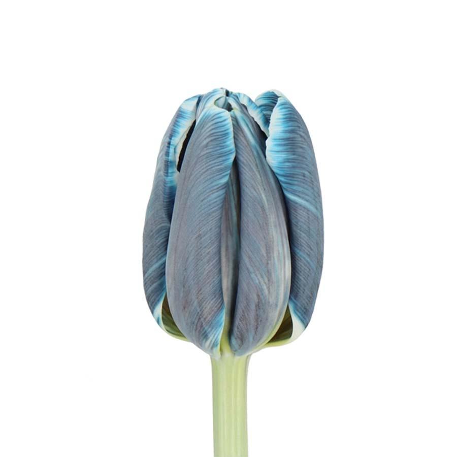 Tulip Single Painted Royal Blue Per Stem