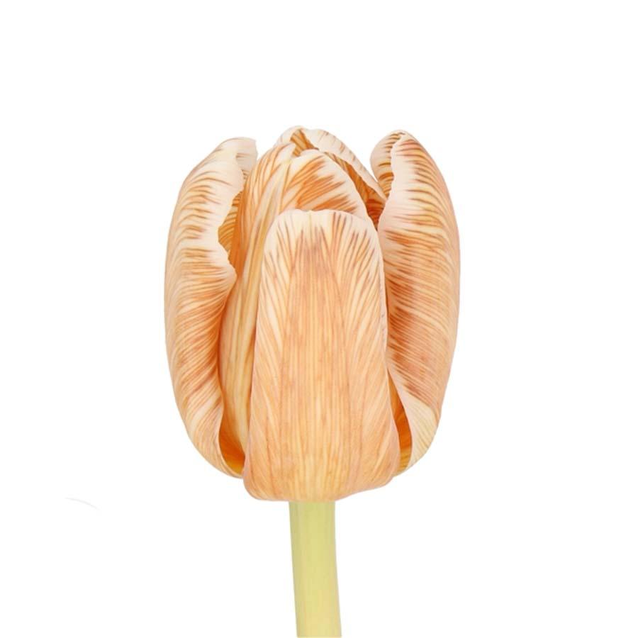 Tulip Painted Soft Brownie/ Caramel Per Stem