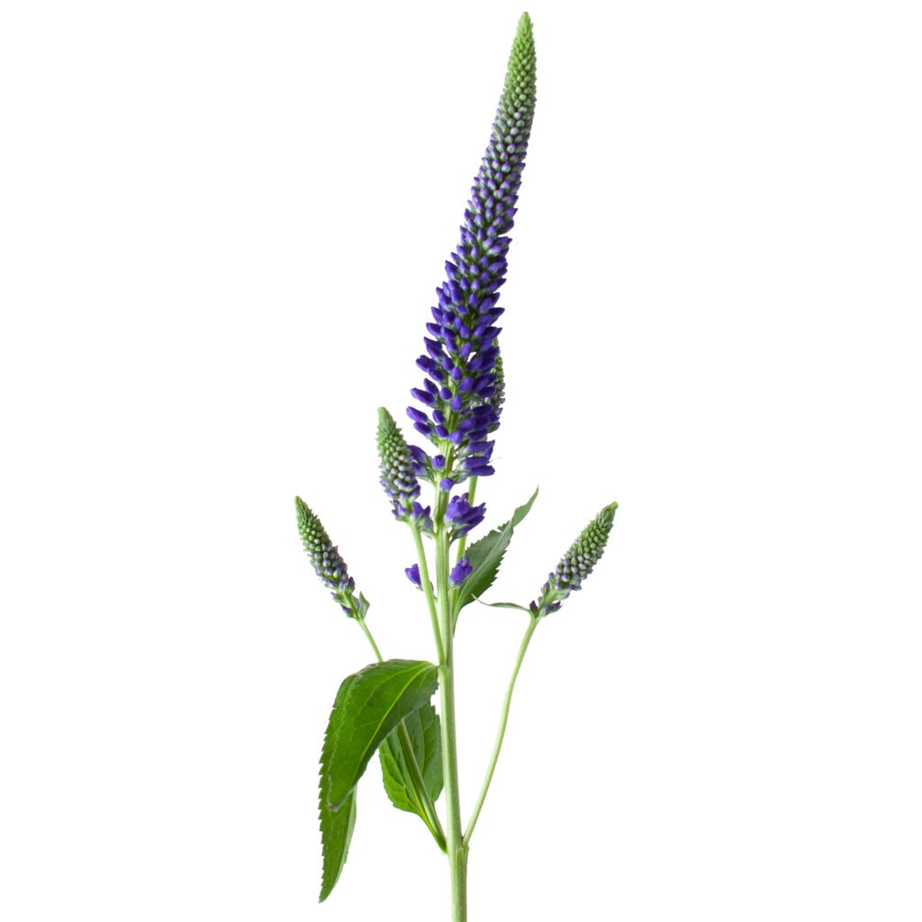 Veronica Purple Per Stem
