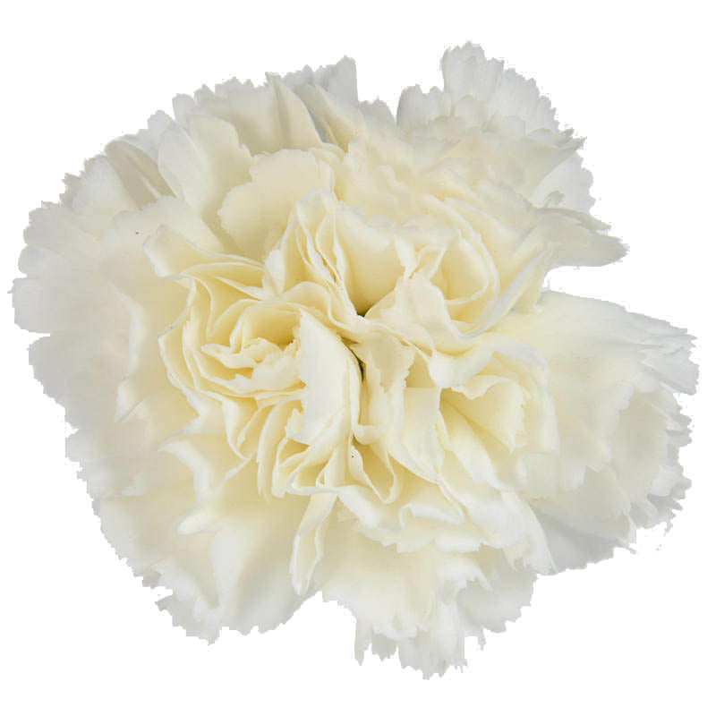 Carnation Randal Per Stem