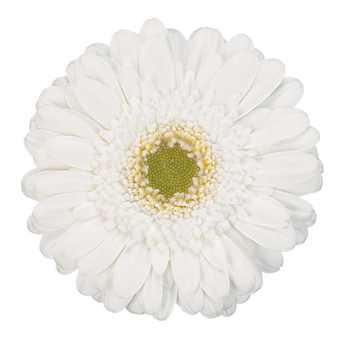 Gerbera White Per Stem