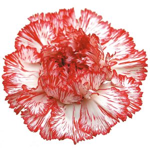 Carnation Single Poirot Bianco Per Stem