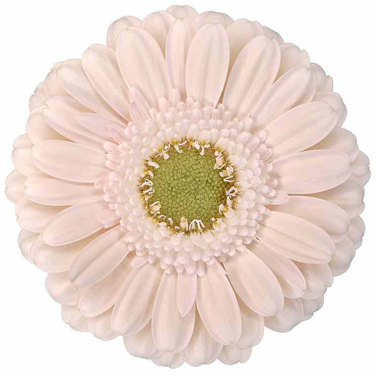 Gerbera Alix Noor Per Stem