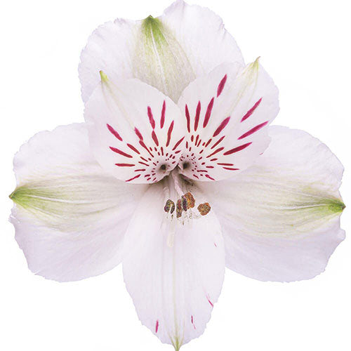 Alstromeria White Per Stem