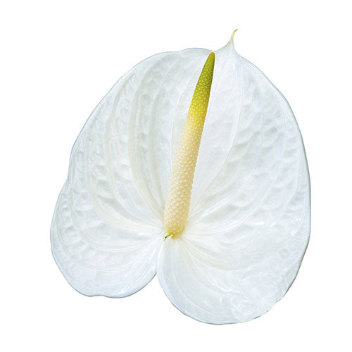 Anthurium White Per Stem