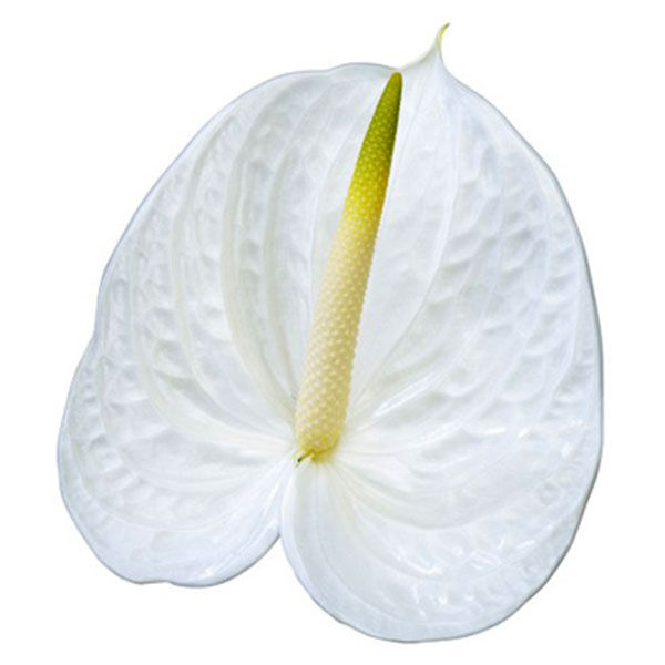 Anthurium Angel Per Stem