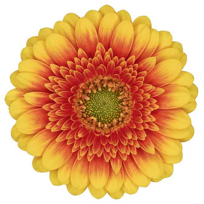 Gerbera Mini Ariba Per Stem