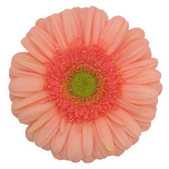 Gerbera Mini Salmon Per Stem