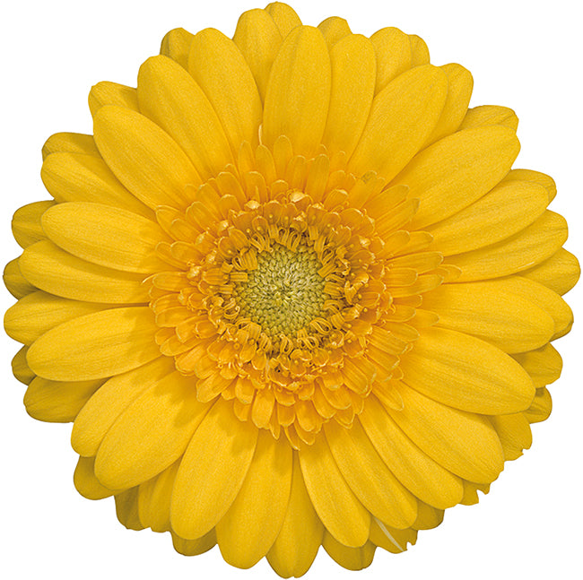 Gerbera Mini Banana Per Stem