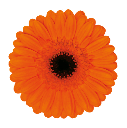 Gerbera Mini Evelien Per Stem