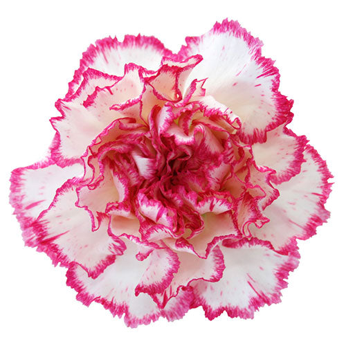 Carnation Bi Color Pink Per Stem