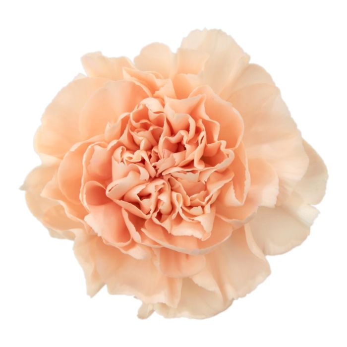 Carnation Peach Per Stem