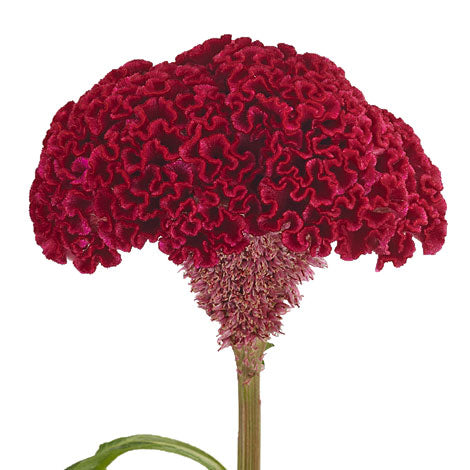 Celosia Red Per Stem