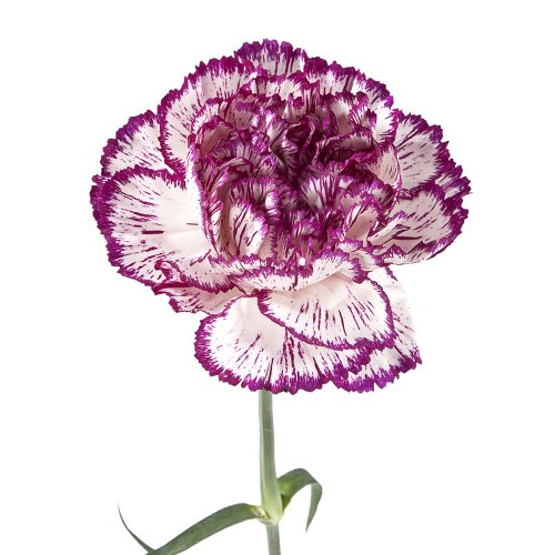 Carnation Bi Color Purple Per Stem
