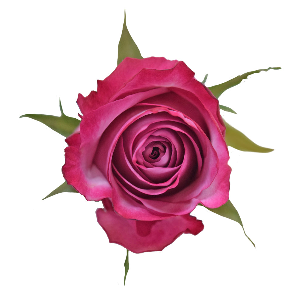 Rose Purple Per Stem