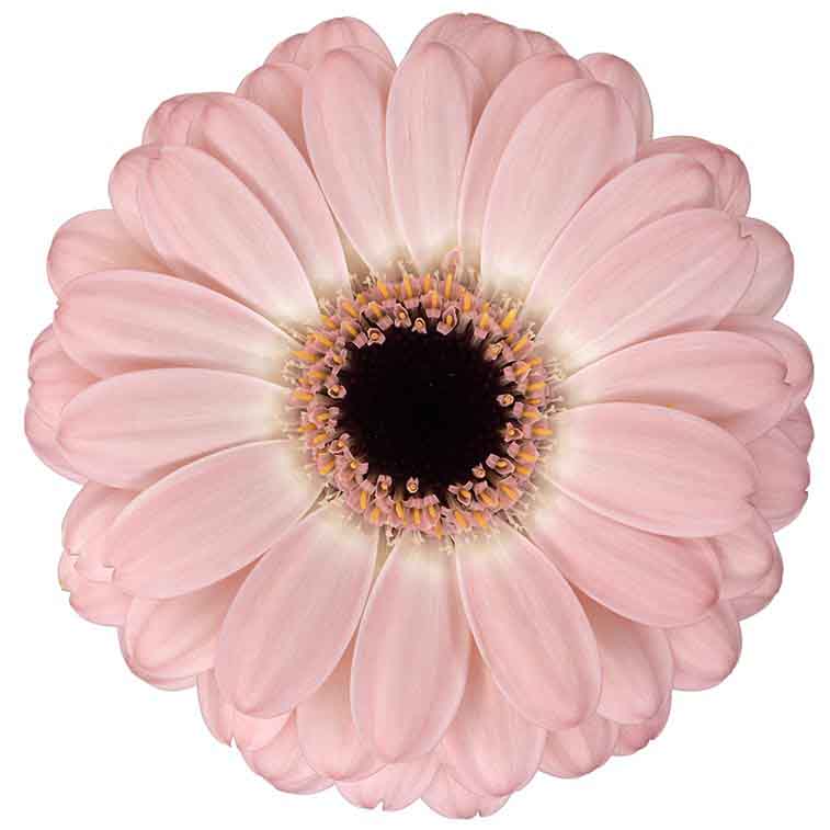 Gerbera Mini Duet Per Stem