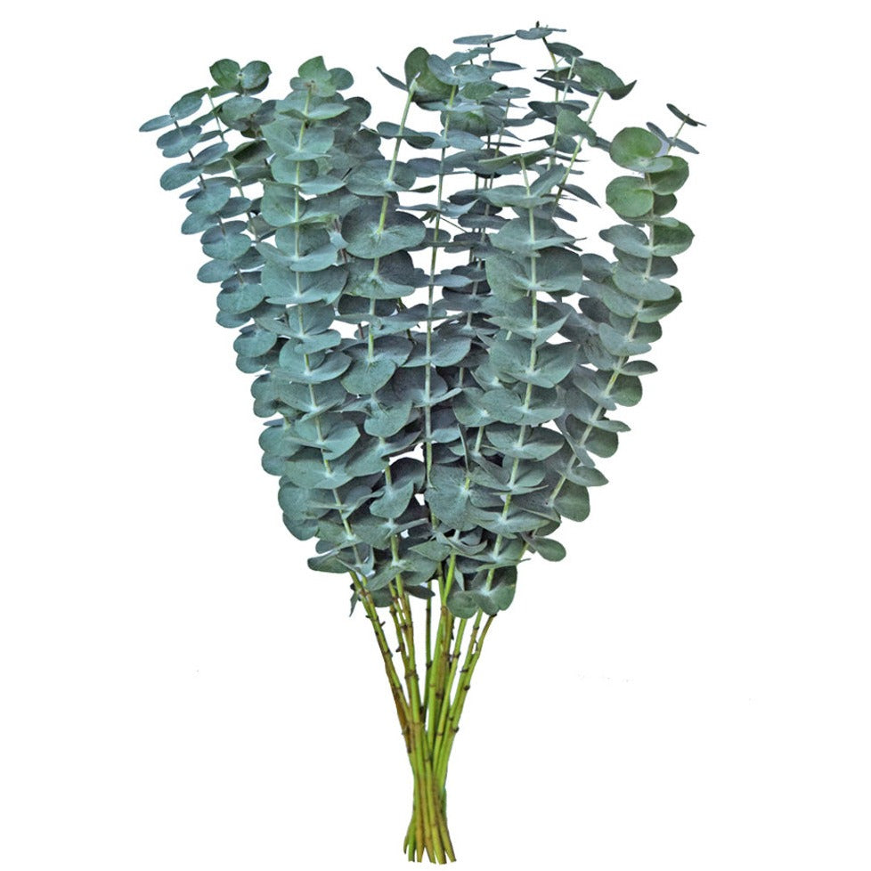 Eucalyptus Baby Blue per stem
