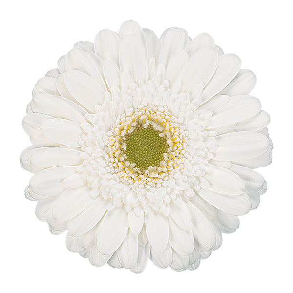 Gerbera Mini White Per Stem