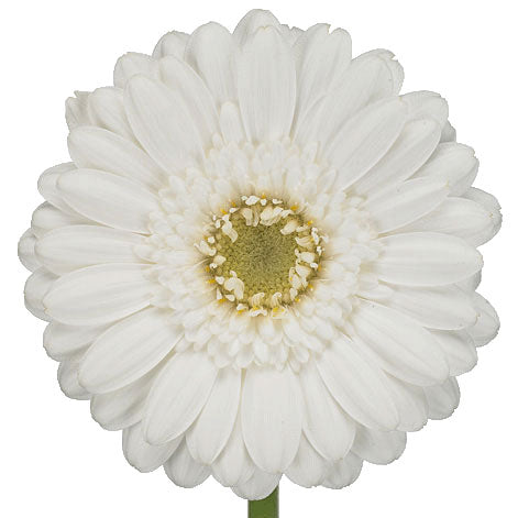Gerbera Mini Lobby Per Stem
