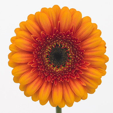 Gerbera Mini Wakita Per Stem