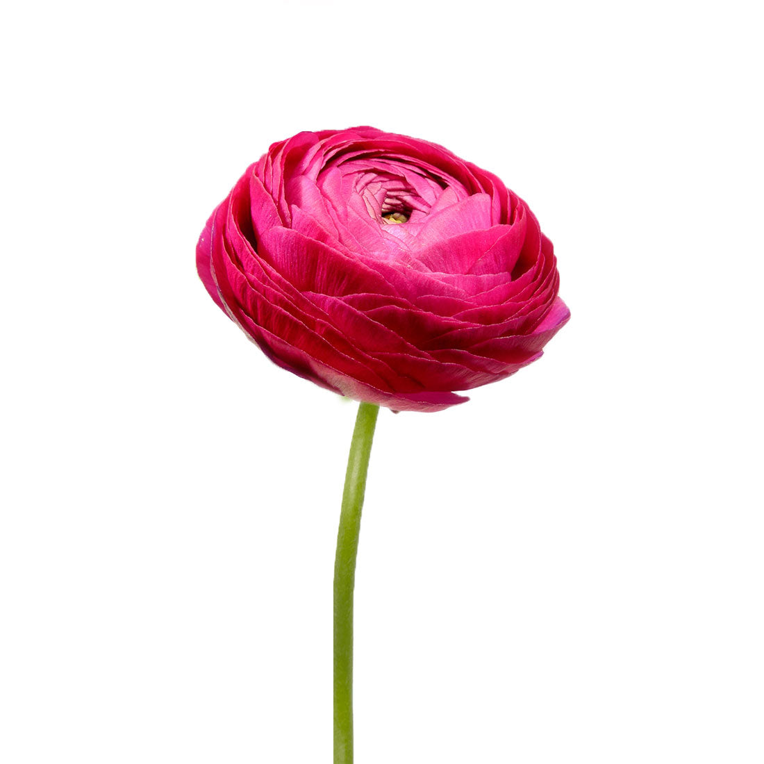 Ranunculus Purple Per Stem