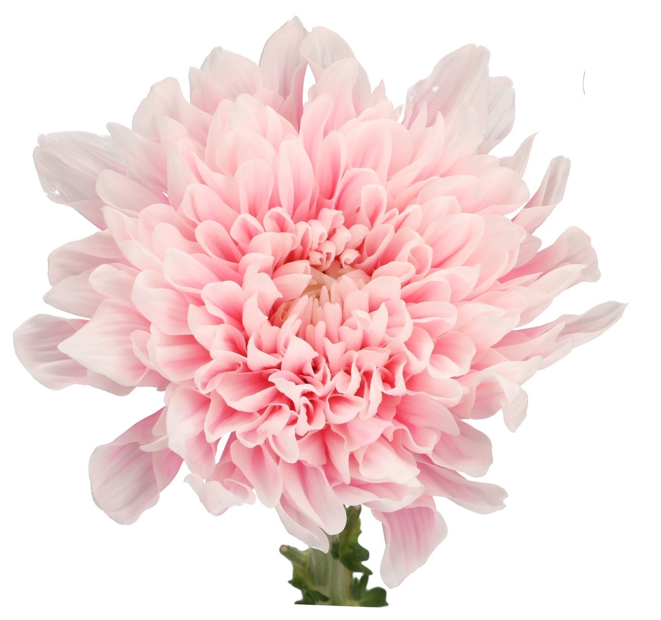 Chrysanthemum Single Painted Antonov Pastel Pink Per Stem
