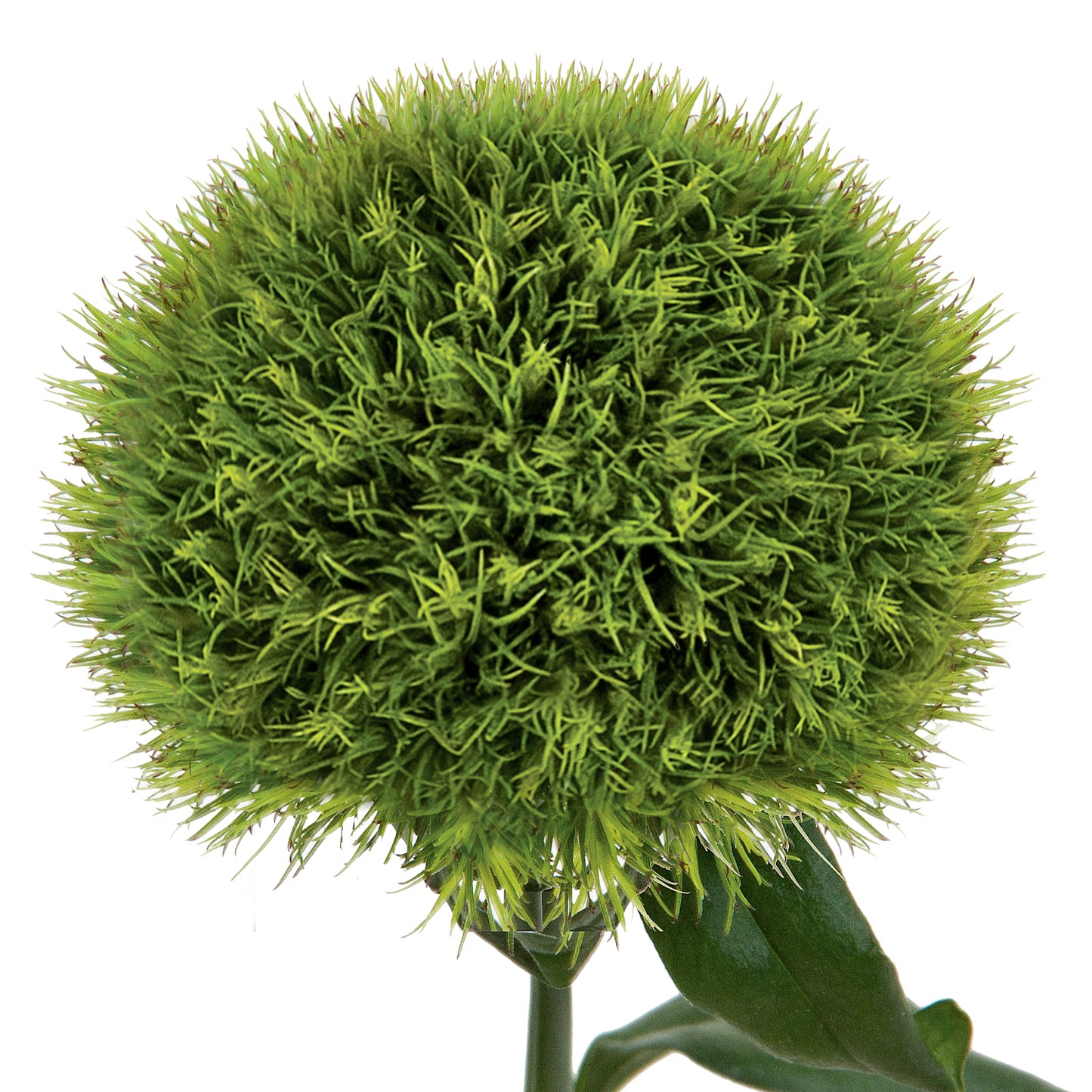 Carnation Kiwi Per Stem
