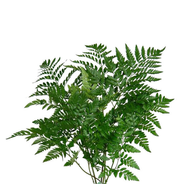 Leather Fern per stem