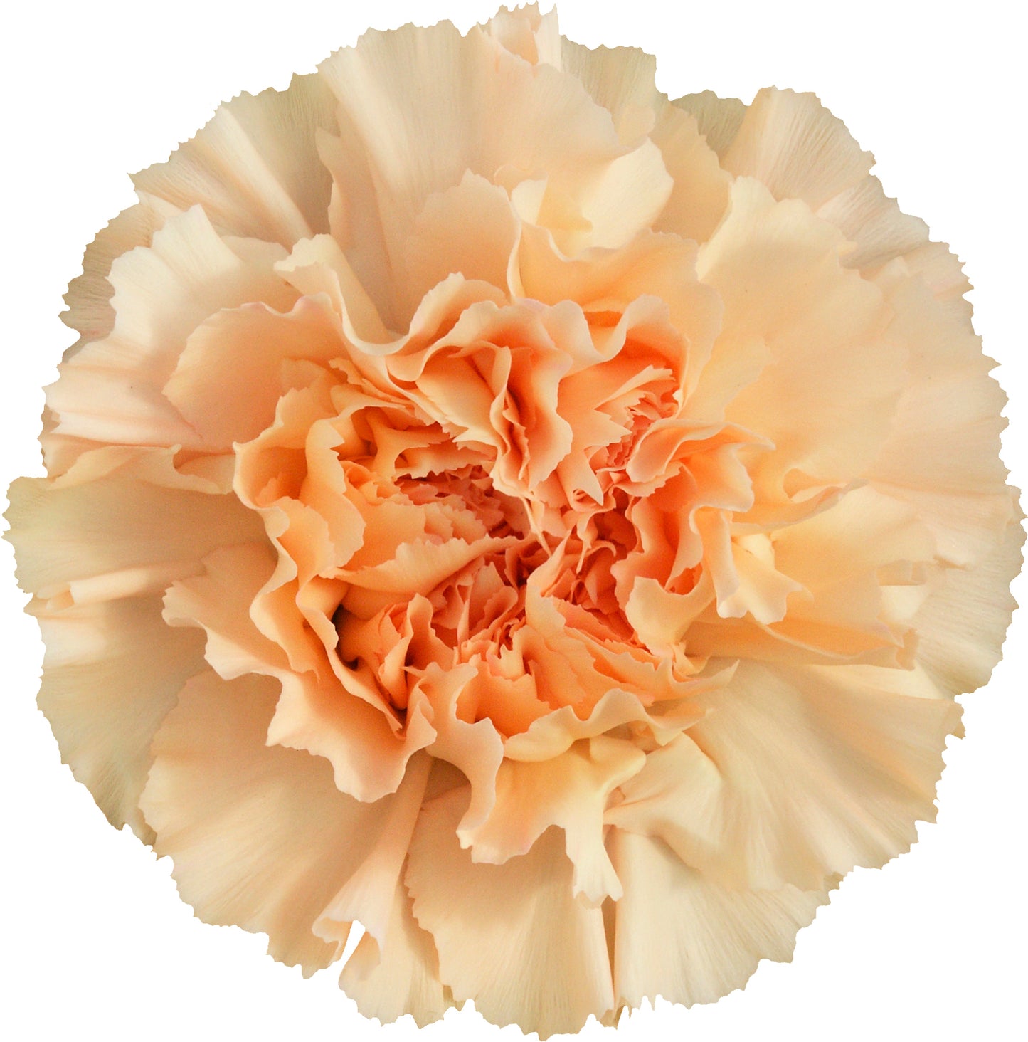 Carnation Monnalisa Orange Per Stem
