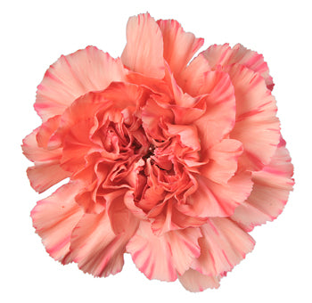 Carnation Single Monnalisa Orange Per Stem