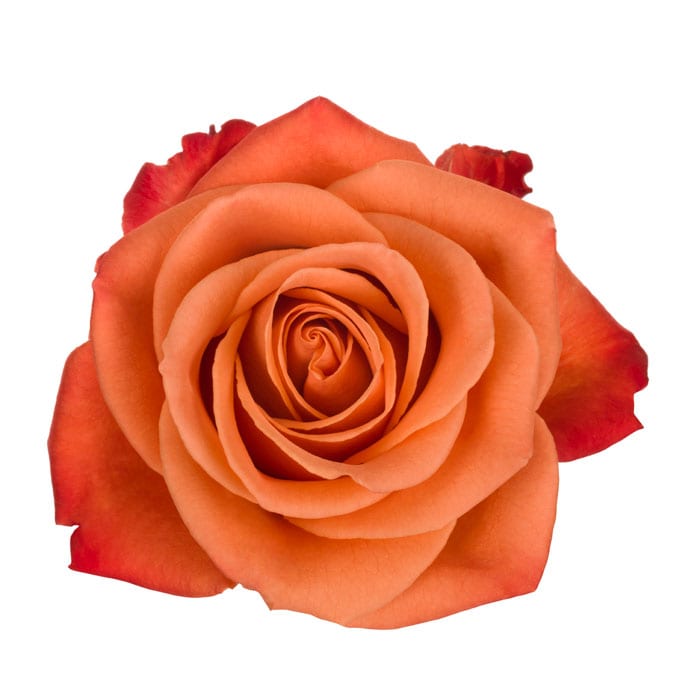 Rose Orange Per Stem