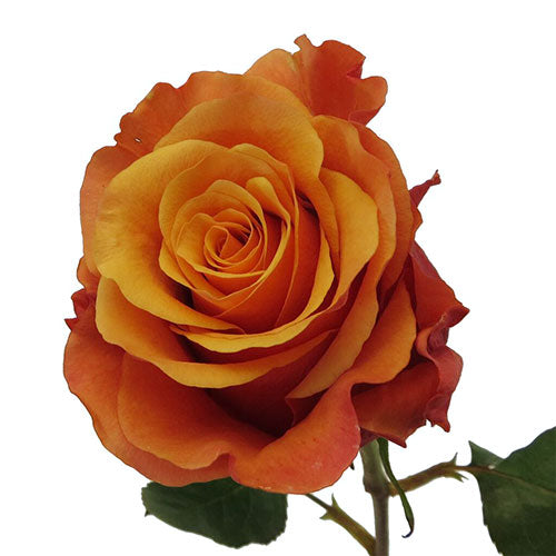 Rose Espana Per Stem