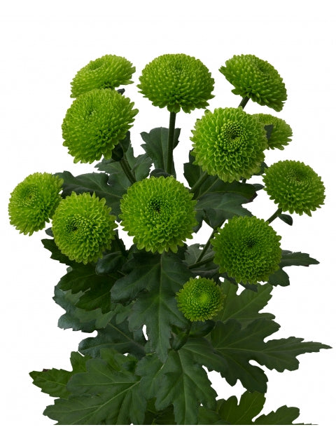Chrysanthemum Sprays Green Per Stem