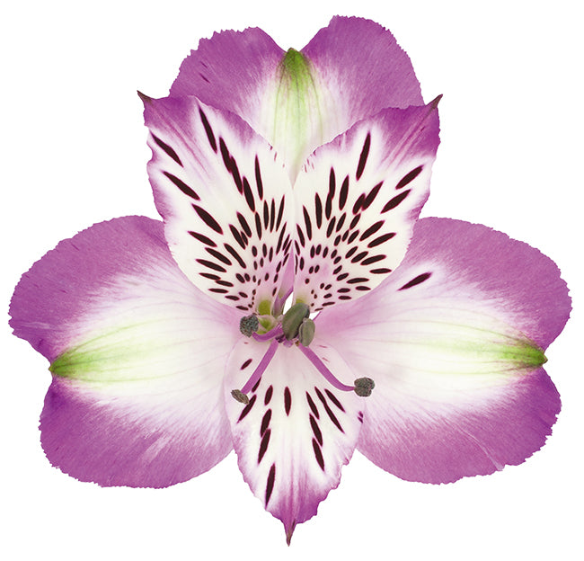Alstromeria Bi Color Purple Per Stem