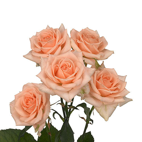 Spray Rose Sweet Sarah Per Stem