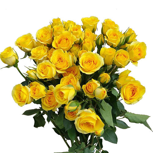 Spray Rose Yellow Babe Per Stem