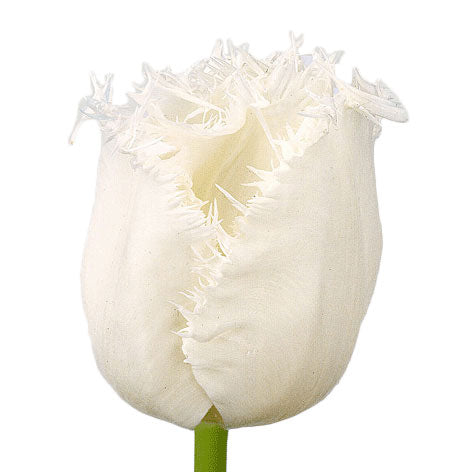 Tulip Frilled White Per Stem