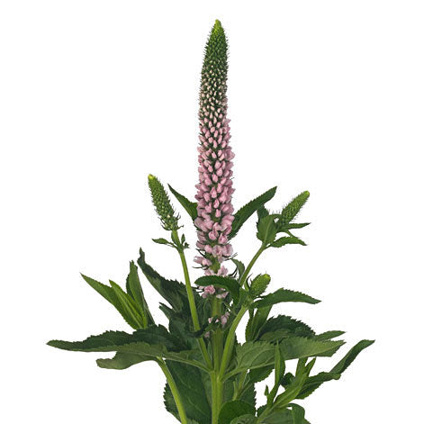 Veronica Light Pink Per Stem