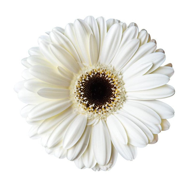 Gerbera White Per Stem